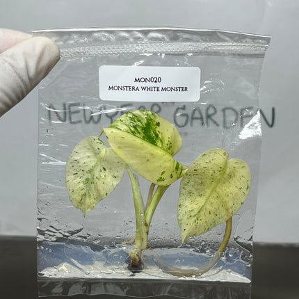Wholesale Monstera White Monster Variegated Tissue Culture (10 Bags)
