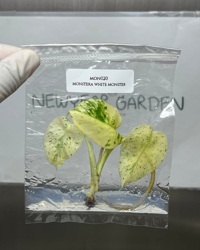 Wholesale Monstera White Monster Variegated Tissue Culture (10 Bags)
