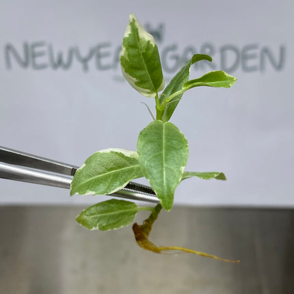 Indian Rubber Variegated (5 items/bag) Tissue Culture