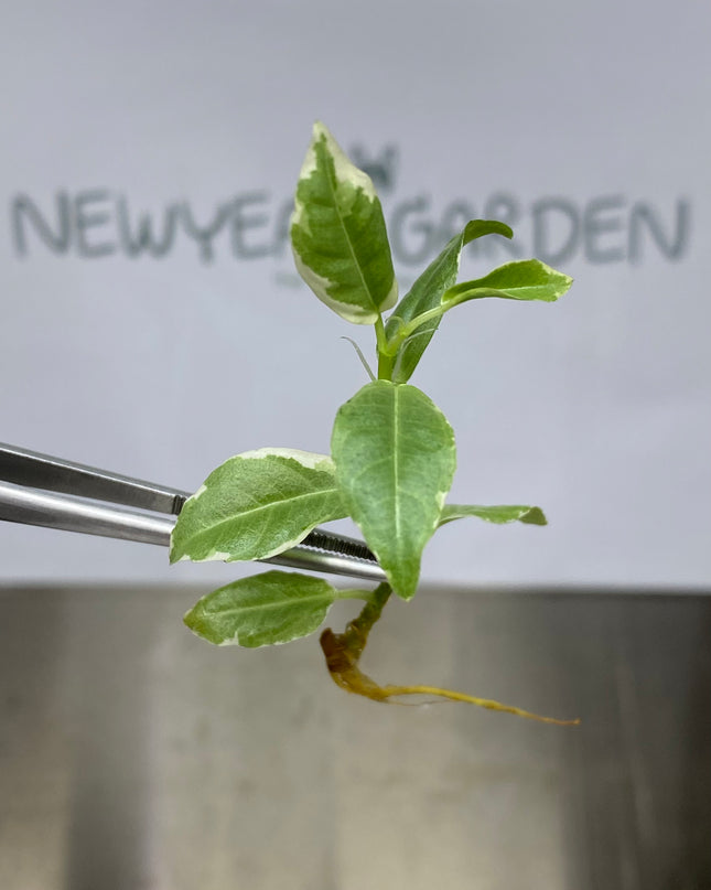 Indian Rubber Variegated (5 items/bag) Tissue Culture