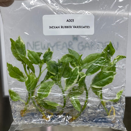 Indian Rubber Variegated (5 items/bag) Tissue Culture