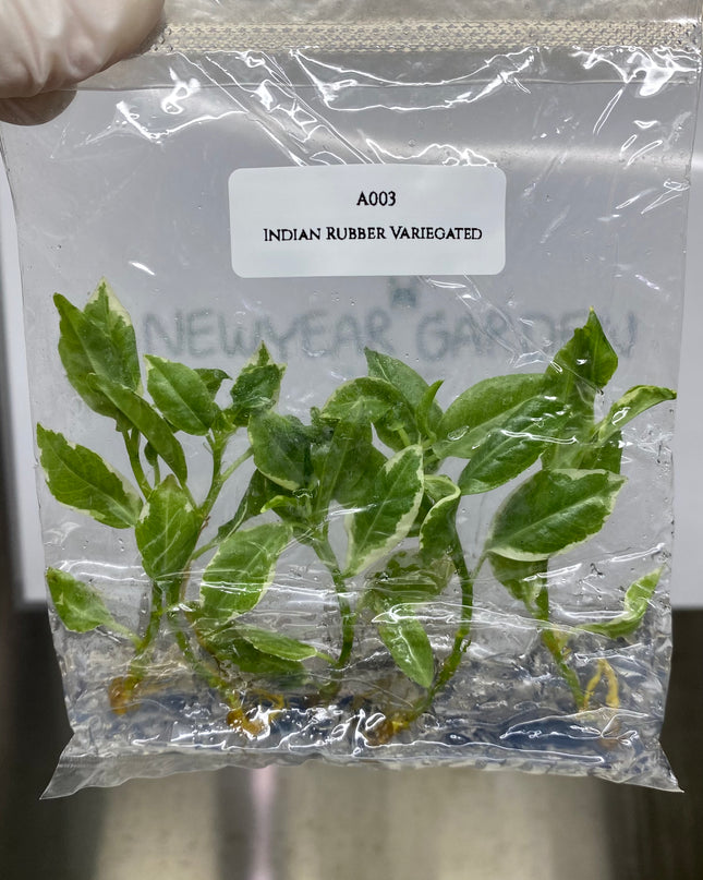 Indian Rubber Variegated (5 items/bag) Tissue Culture