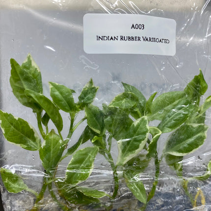Indian Rubber Variegated (5 items/bag) Tissue Culture