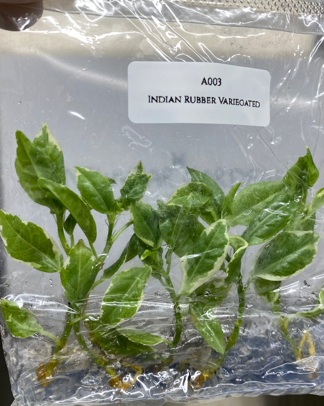 Indian Rubber Variegated (5 items/bag) Tissue Culture