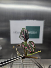Calathea Roseopicta (5 plantlets/bags) Tissue culture