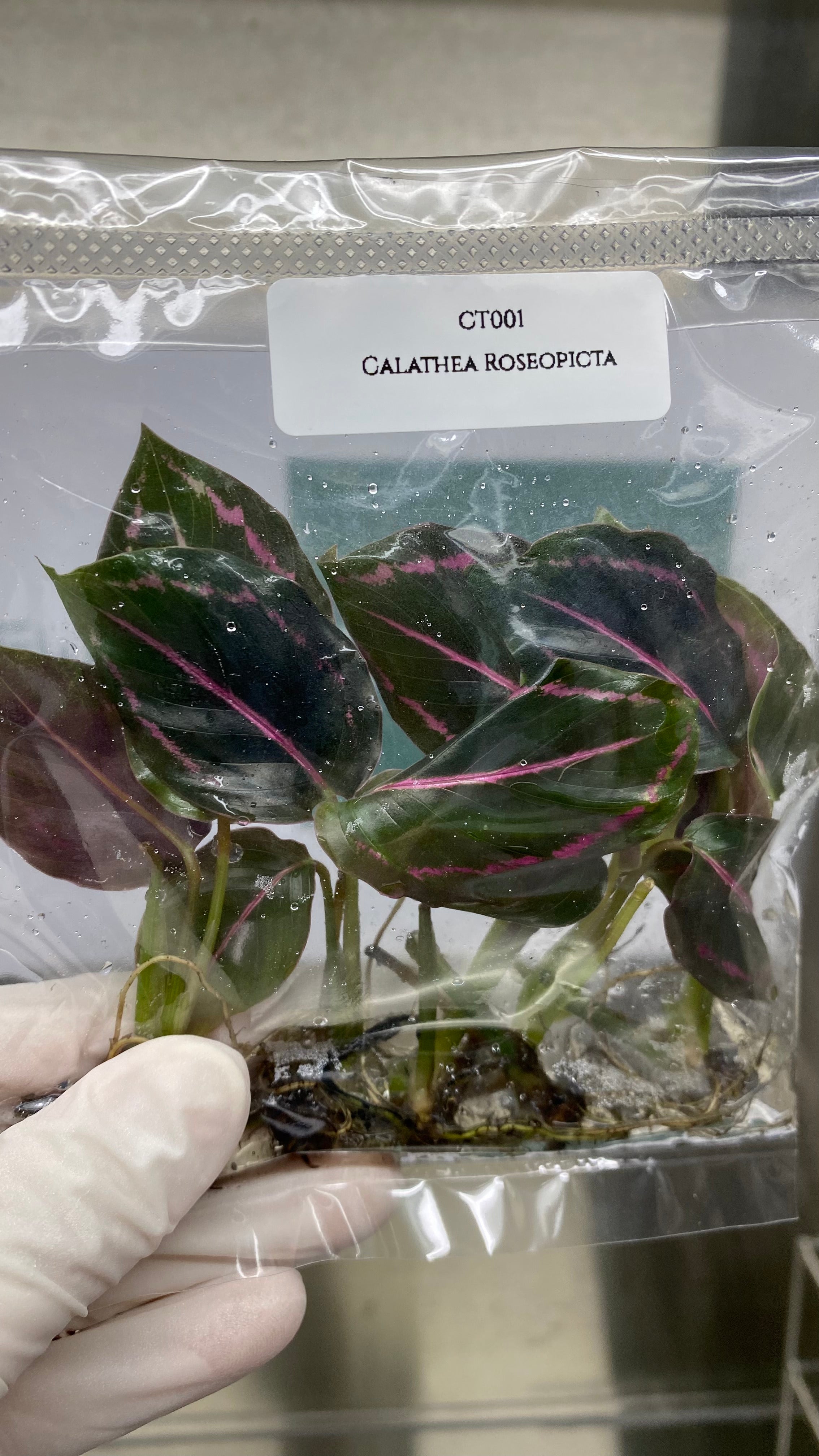 Calathea Roseopicta (5 plantlets/bags) Tissue culture