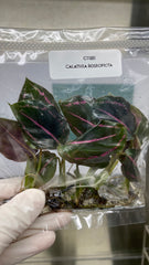 Calathea Roseopicta (5 plantlets/bags) Tissue culture