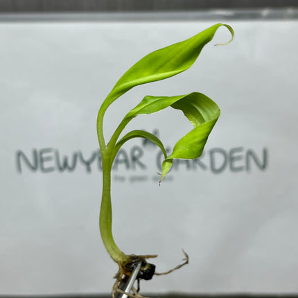 Musa 'Kluai Namwa' (Pakchong 50) Tissue Culture (5 items/bag)