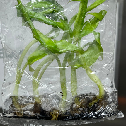 Musa 'Kluai Namwa' (Pakchong 50) Tissue Culture (5 items/bag)