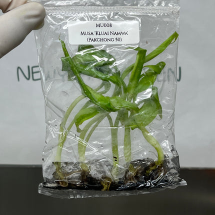 Musa 'Kluai Namwa' (Pakchong 50) Tissue Culture (5 items/bag)