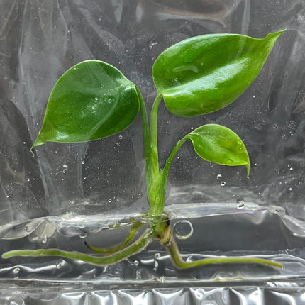 Wholesale Monstera Sierrana Green (Mexico) Tissue Culture (10 Bags)