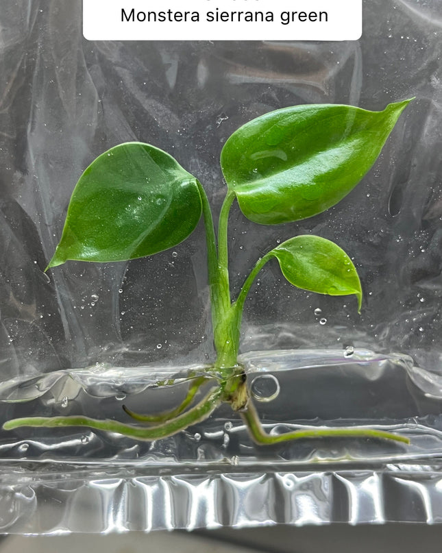 Wholesale Monstera Sierrana Green (Mexico) Tissue Culture (10 Bags)