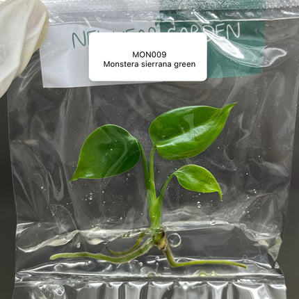 Wholesale Monstera Sierrana Green (Mexico) Tissue Culture (10 Bags)