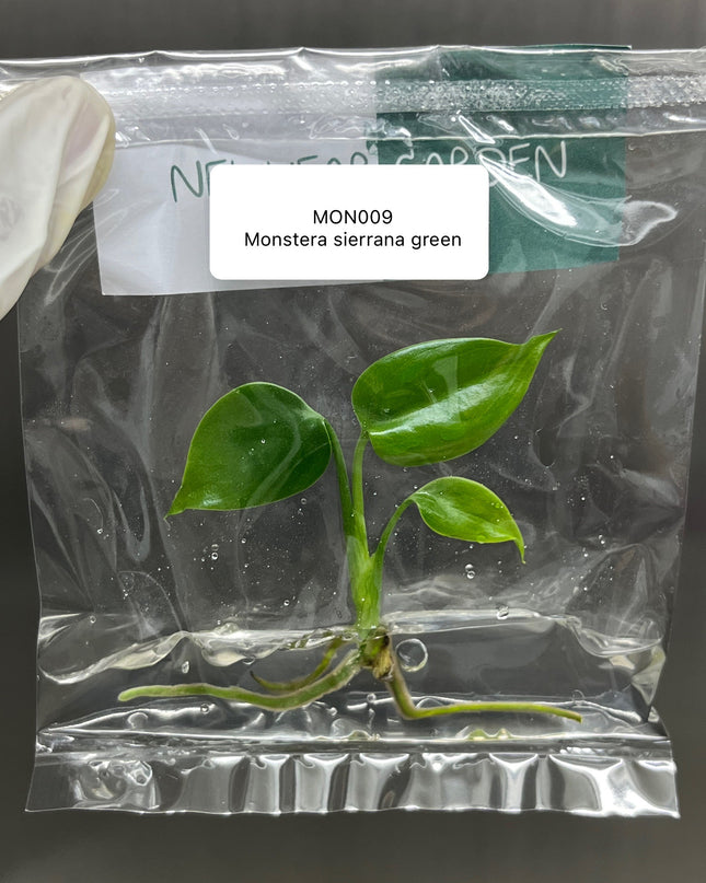 Wholesale Monstera Sierrana Green (Mexico) Tissue Culture (10 Bags)