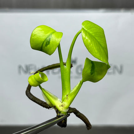 Mutation RARE Monstera Green Lava Deliciosa Variegated Tissue Culture (1 item/bag)