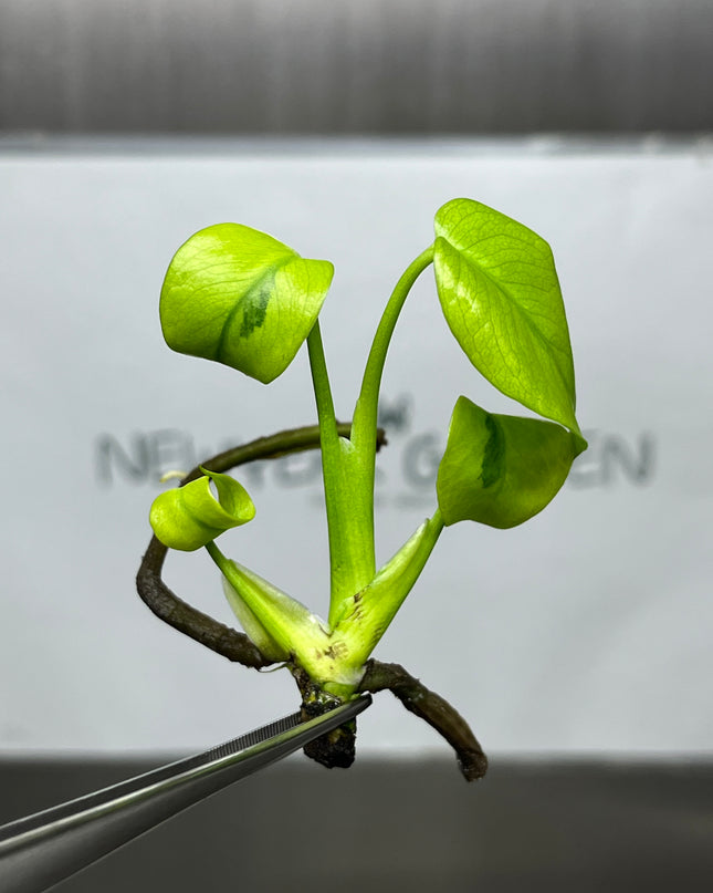 Mutation RARE Monstera Green Lava Deliciosa Variegated Tissue Culture (1 item/bag)