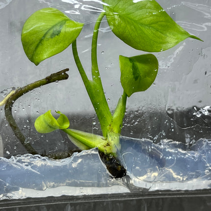 Mutation RARE Monstera Green Lava Deliciosa Variegated Tissue Culture (1 item/bag)