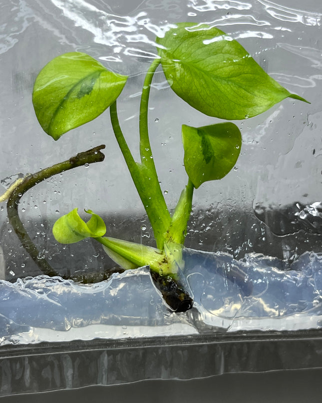 Mutation RARE Monstera Green Lava Deliciosa Variegated Tissue Culture (1 item/bag)