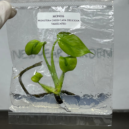Mutation RARE Monstera Green Lava Deliciosa Variegated Tissue Culture (1 item/bag)