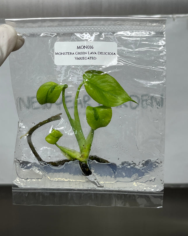 Mutation RARE Monstera Green Lava Deliciosa Variegated Tissue Culture (1 item/bag)