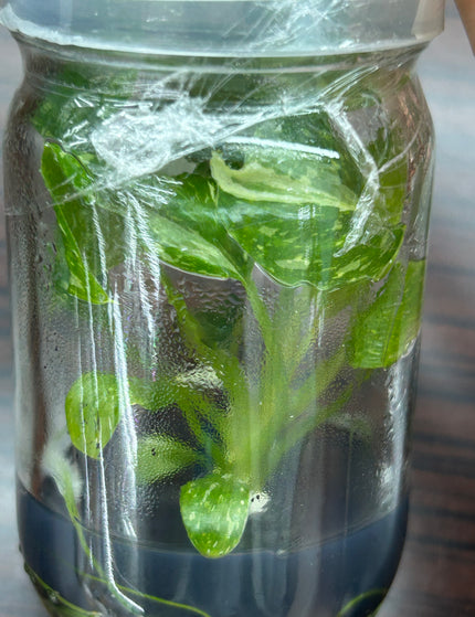 Collection image for: Homalomena