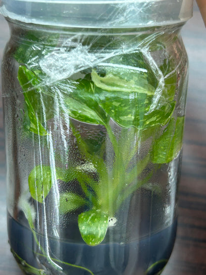 Homalomena Rubescens Albo Variegated (Star)  (1 plant/bag) Tissue Culture