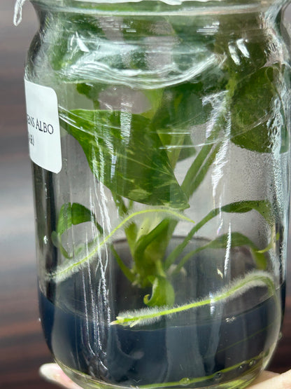 Homalomena Rubescens Albo Variegated (Star)  (1 plant/bag) Tissue Culture