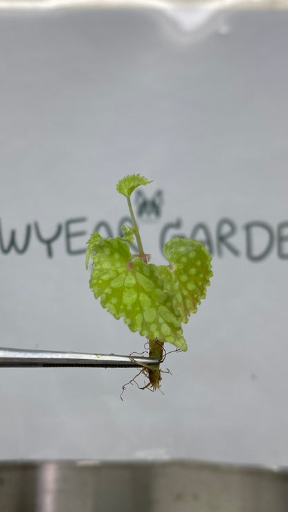 Begonia Chlorosticta Tissue Culture (5 items/bag)