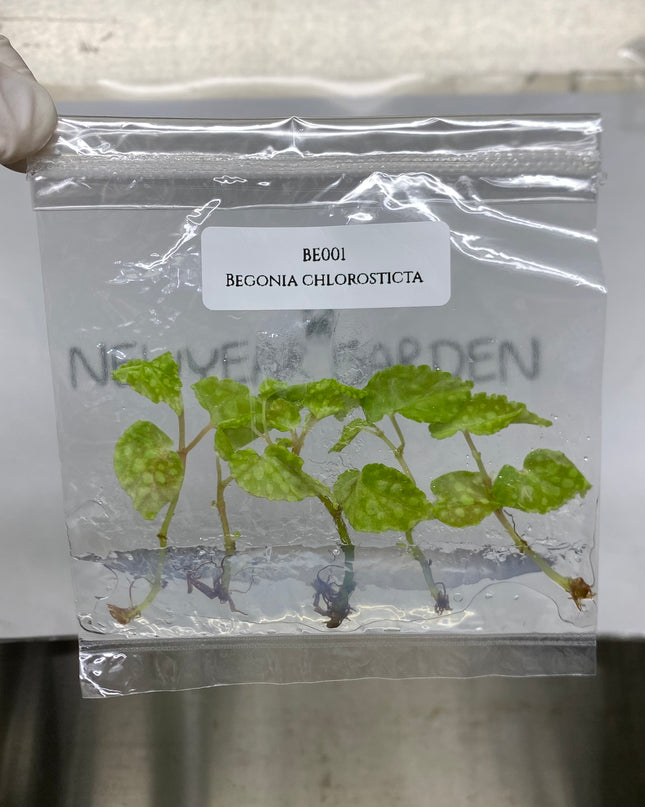 Begonia Chlorosticta Tissue Culture (5 items/bag)