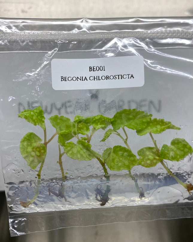 Begonia Chlorosticta Tissue Culture (5 items/bag)