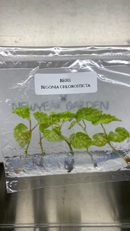 Begonia Chlorosticta Tissue Culture (5 items/bag)