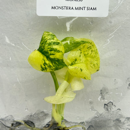 Monstera Mint Siam Tissue Culture (1 plant/bag)