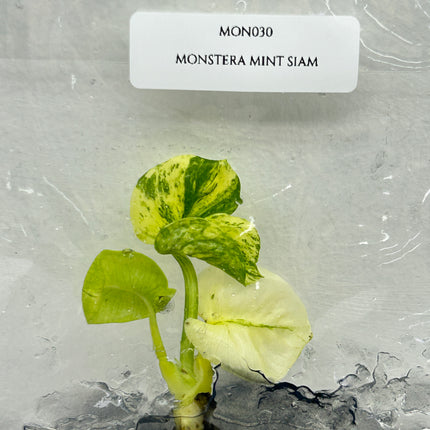 Monstera Mint Siam Tissue Culture (1 plant/bag)