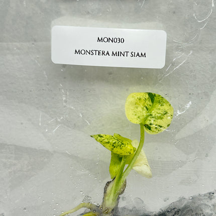 Monstera Mint Siam Tissue Culture (1 plant/bag)