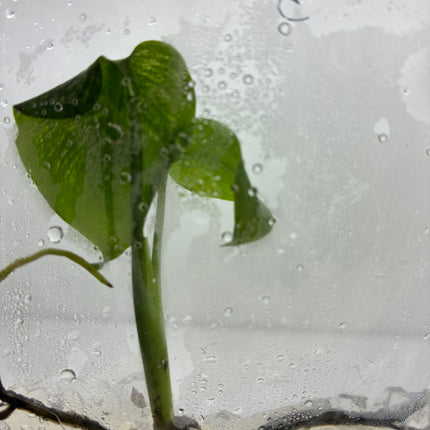 Monstera Devil Monster Variegated B Grade Tissue Culture (1 plant/bag)