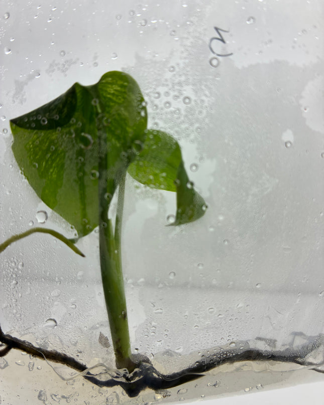 Monstera Devil Monster Variegated B Grade Tissue Culture (1 plant/bag)