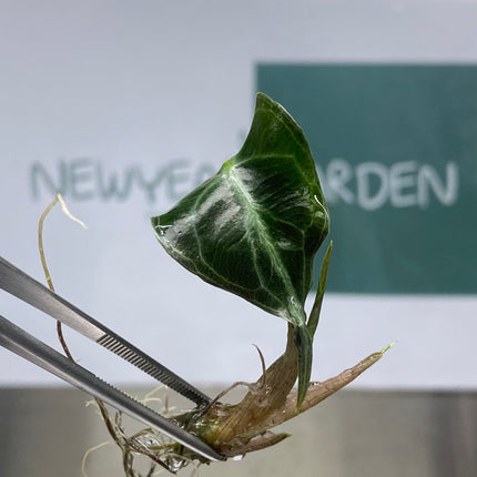 Wholesale Alocasia Venom Tissue Culture (10 Bags)