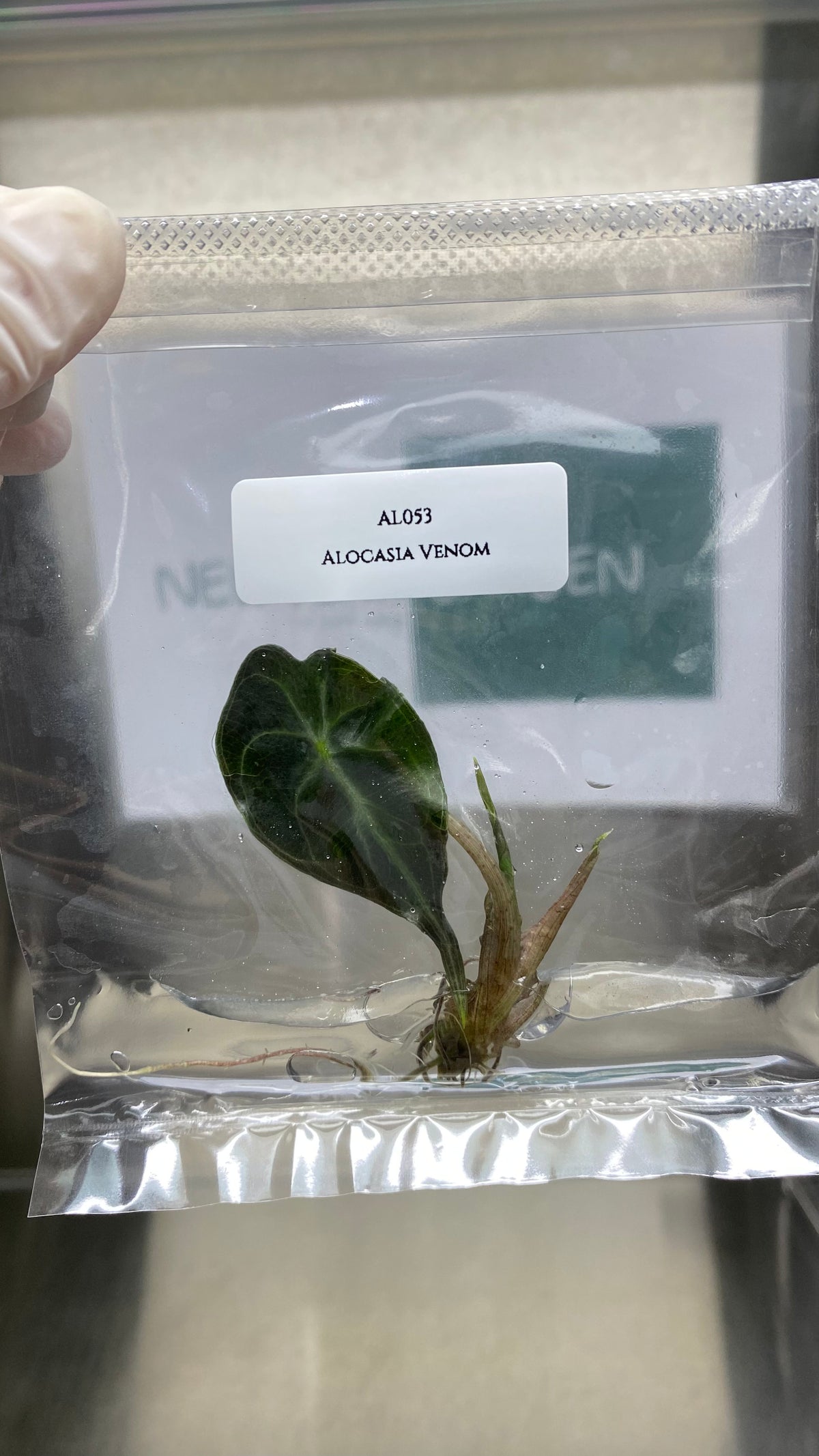 Alocasia Venom (1 plantlet/bag)