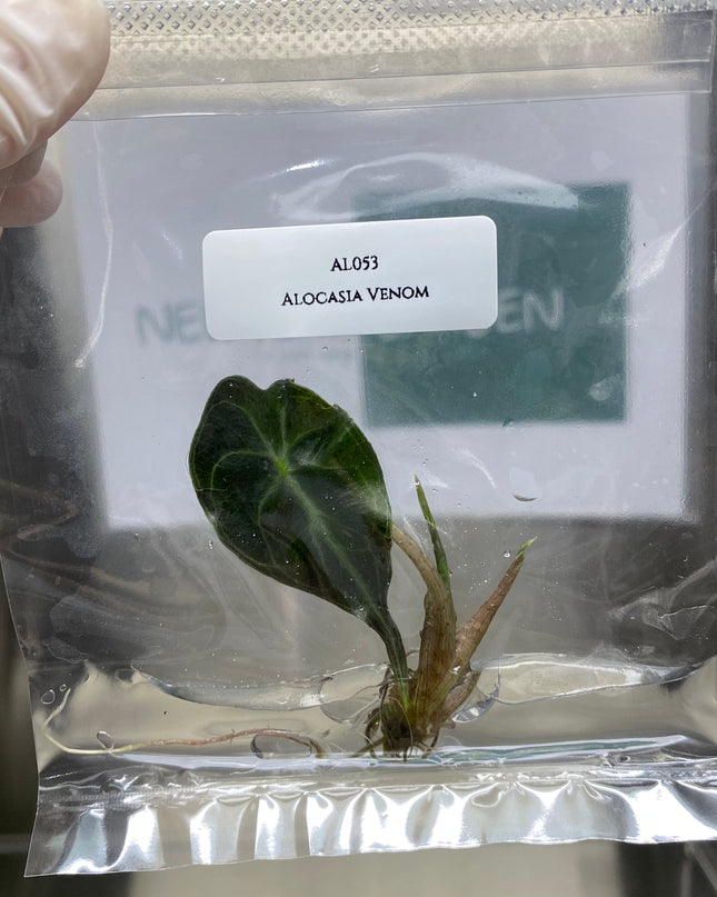 Special Buy 5 Alocasia Venom get 1 Alocasia Venom (1-2 leaves)