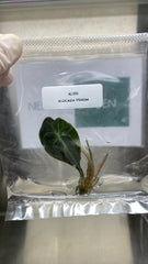 Alocasia Venom (1 plantlet/bag)