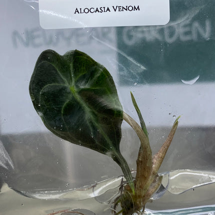 Wholesale Alocasia Venom Tissue Culture (10 Bags)