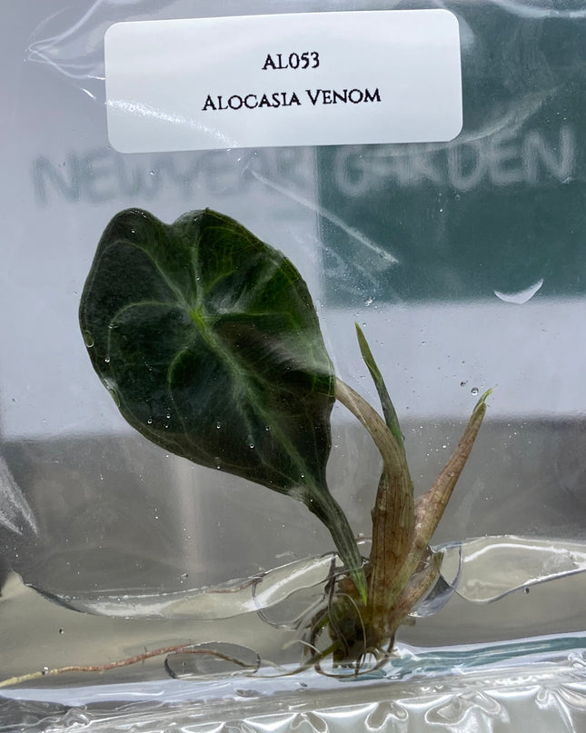 Special Buy 5 Alocasia Venom get 1 Alocasia Venom (1-2 leaves)