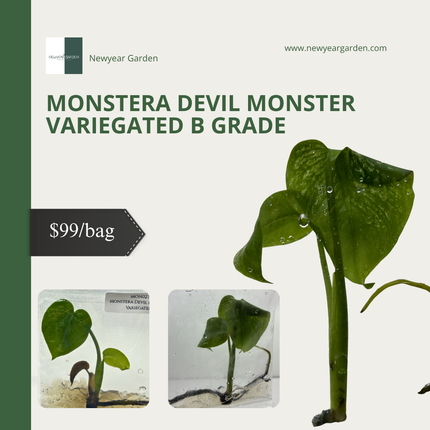 Monstera Devil Monster Variegated B Grade Tissue Culture (1 plant/bag)