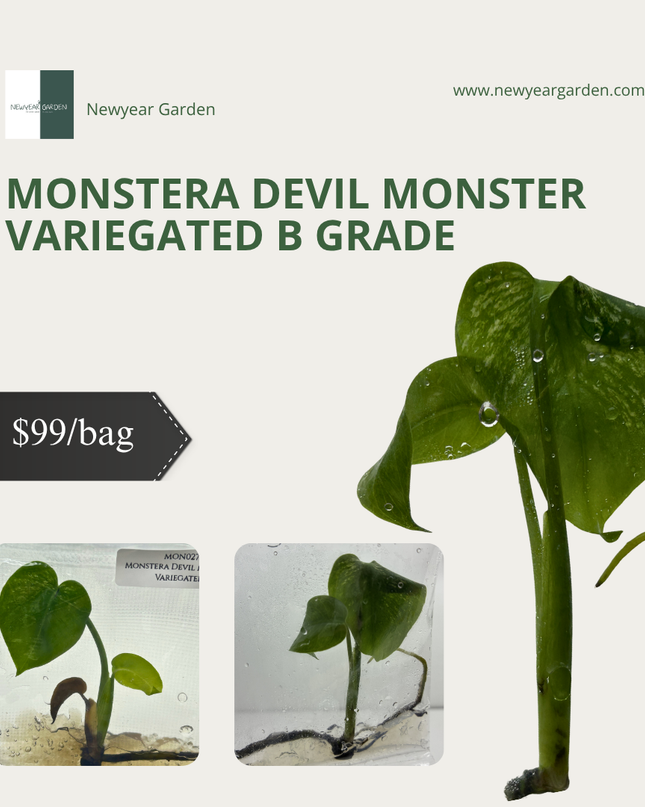 Monstera Devil Monster Variegated B Grade Tissue Culture (1 plant/bag)