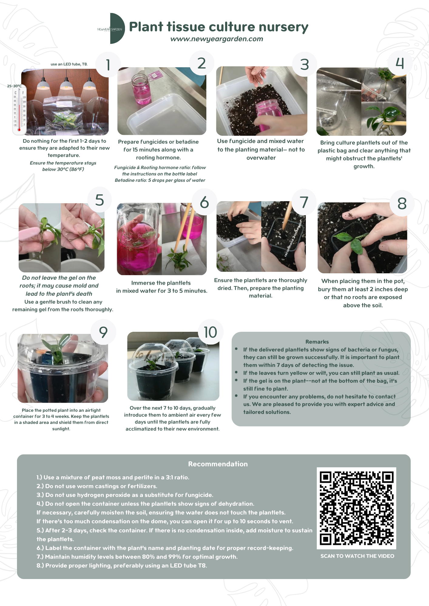 Musa Pink variegated (NoNo) (1 plantlet/bag) Tissue culture
