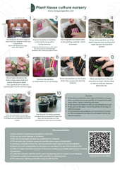 Musa Pink variegated (NoNo) (1 plantlet/bag) Tissue culture