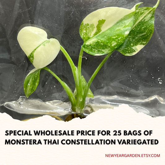 Wholesale Monstera Thai Constellation Variegated Tissue Culture (25 Bags)