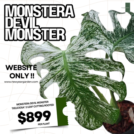 Monstera Devil Monster "Deliciosa" 2 Leaf Cutting Rooted