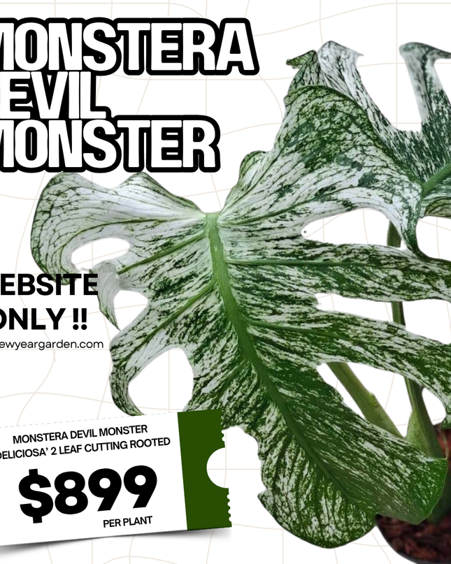 Monstera Devil Monster "Deliciosa" 2 Leaf Cutting Rooted
