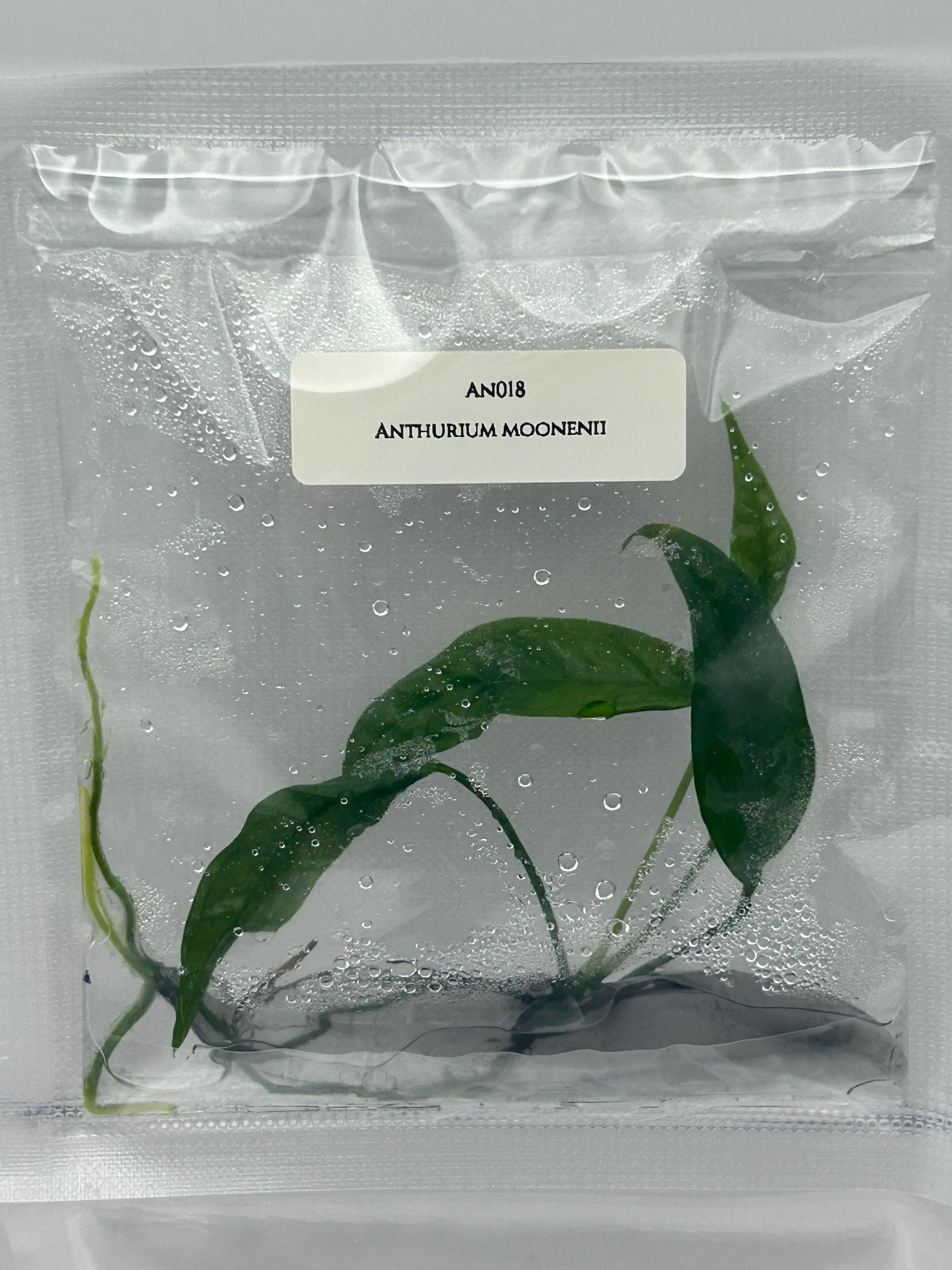 Anthurium moonenii (1 plant/bag) Tissue culture